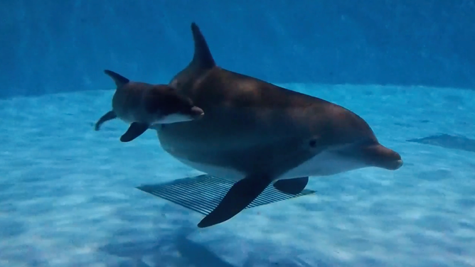 Allie (right) and her calf (left).